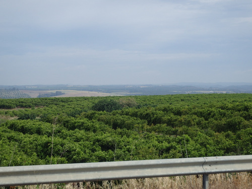 Irrigated Fruit Orchard.